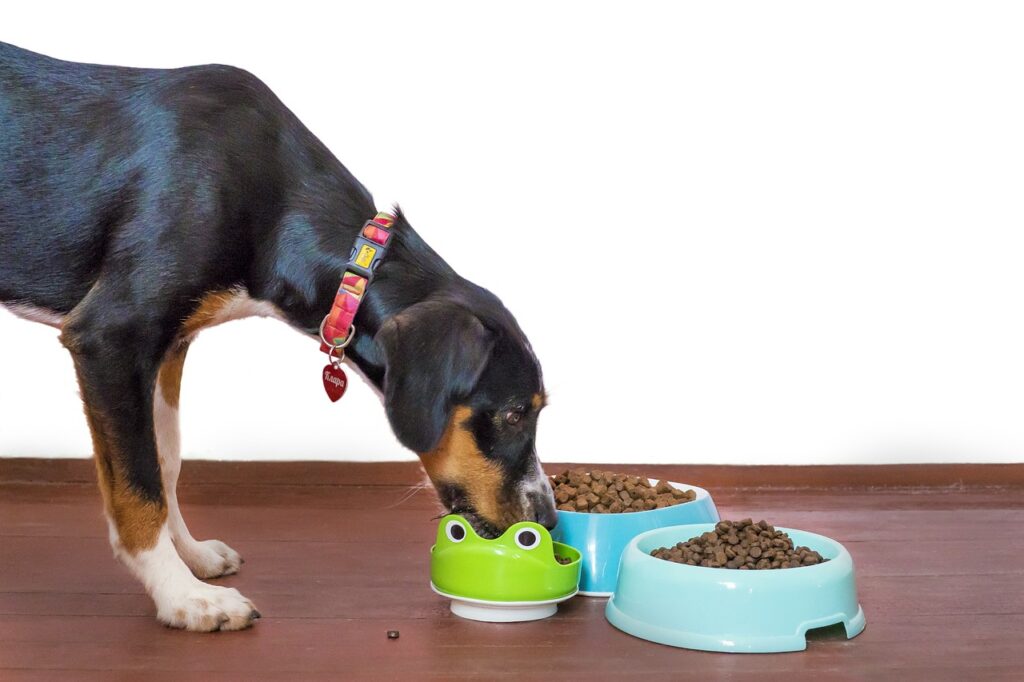 Dog enjoying the food with our slow feeder bowls