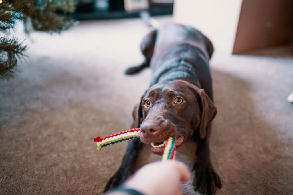 undestroyable dog toys: Tug-of-War Toughies 