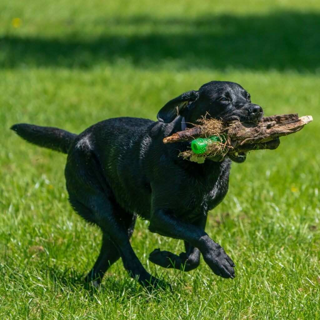 training success with doggie treats