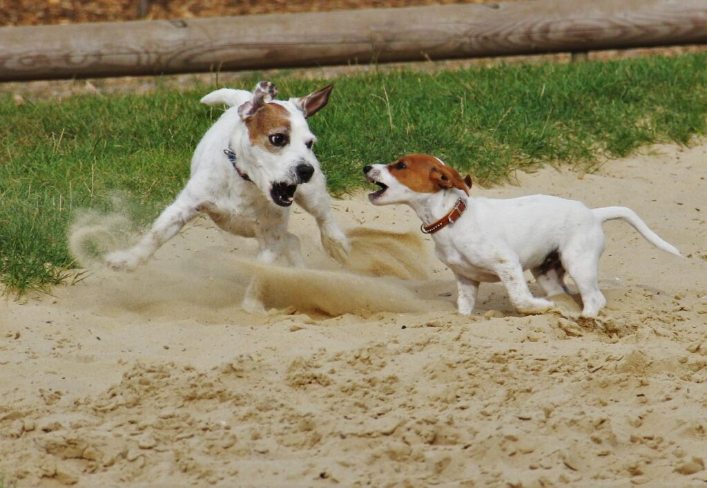 Dog Digging Deterrents