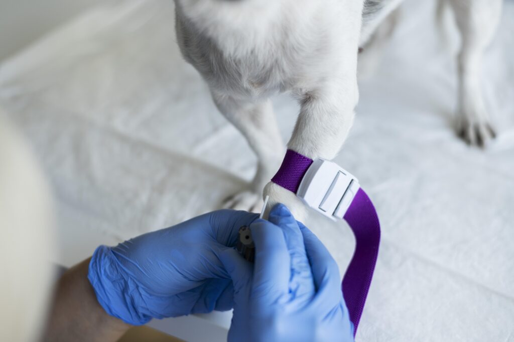 close-up-veterinarian-taking-care-dog-1024x681.jpg